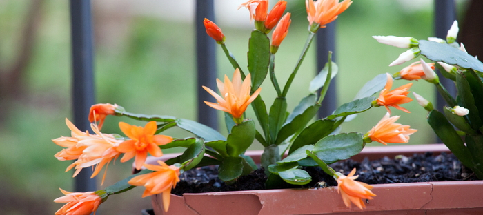 How To Care For The Christmas Cactus Dave S Garden