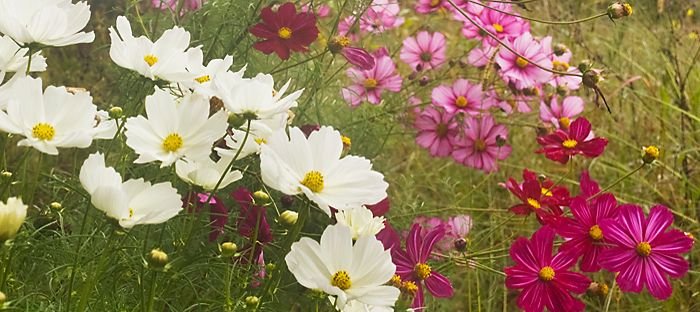 cosmos561015様　ご注文分 cosmos7-580000.jpg