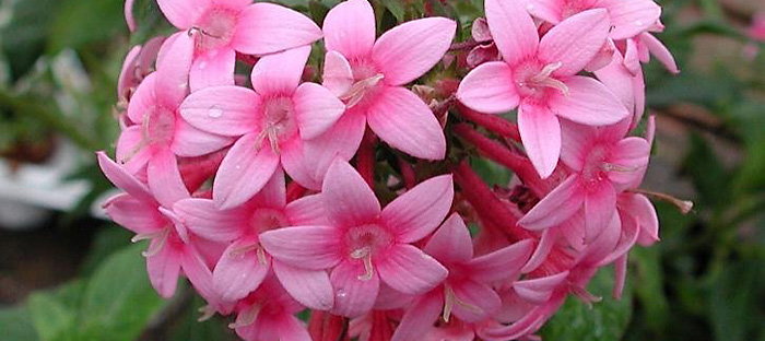 Pentas Star-shaped Flower Statement Choker – Paguro Upcycle