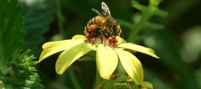 Chocolate Daisy, Berlandiera lyrata– Aroma Health Texas