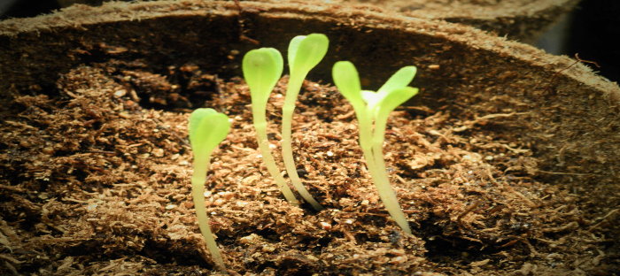 seedlings emerging