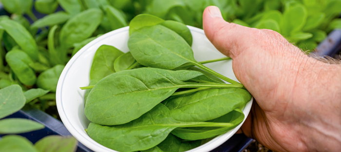 Hand Holding Spinach Leaves on Plate