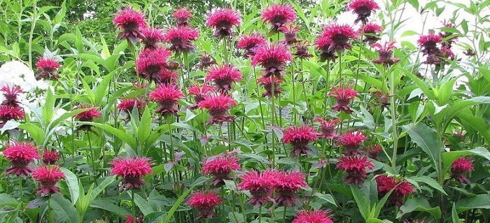 Monarda Electric Neon Coral (Bee Balm, Bergamot, Oswego Tea)