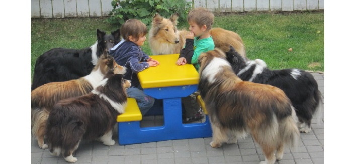 dogs surrounding a picnic table