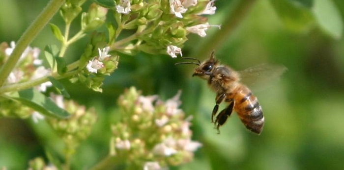 honeybee in flight