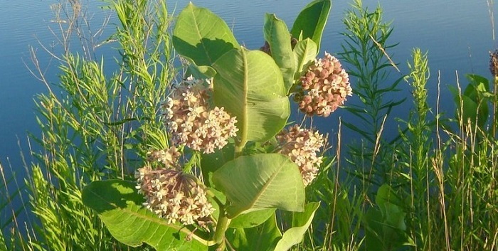 Common Milkweed Asclepias Syrica A Plant With Several Uses Dave S Garden