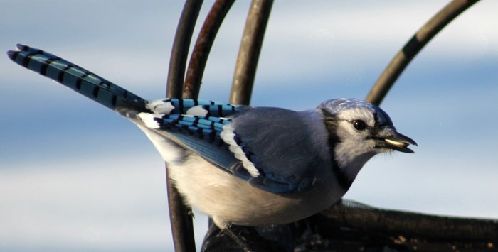 Blue Jays and Cardinals - Extreme Close-Up 