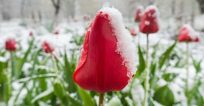 Spring Freeze! How Will It Affect My Spring-flowering Bulbs? - Dave's Garden