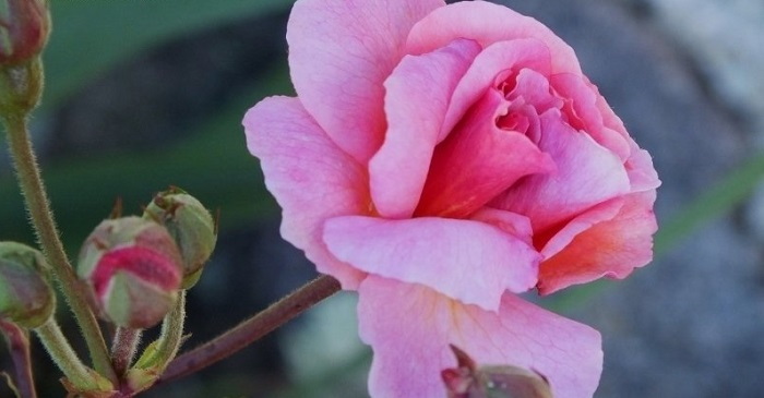 Prosperity' Hybrid musk rose - FineGardening