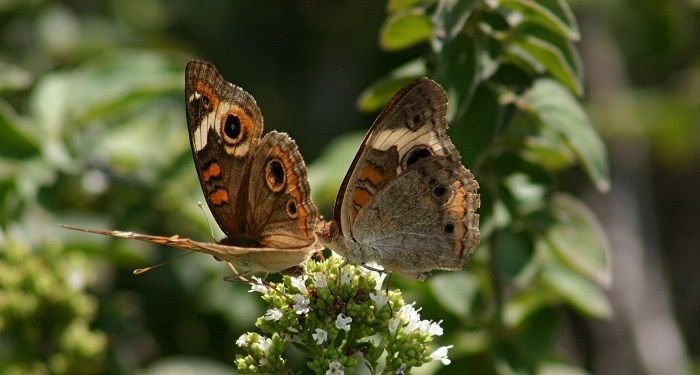 Study suggests fake eyes on butterfly wings mimic eyes of predators