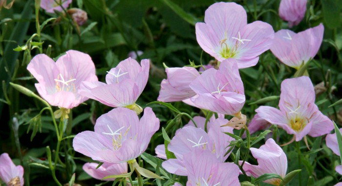 Wildflowers In Your Gardens: Oenethera speciosa, the Pink ...