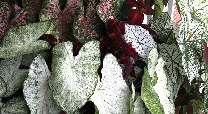 Growing Caladiums: A Bright Spot Of Color For Shady Areas - Dave's Garden