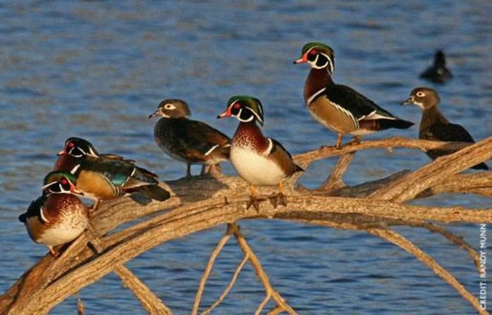 wood ducks sitting on a log wood ducks sitting on a log