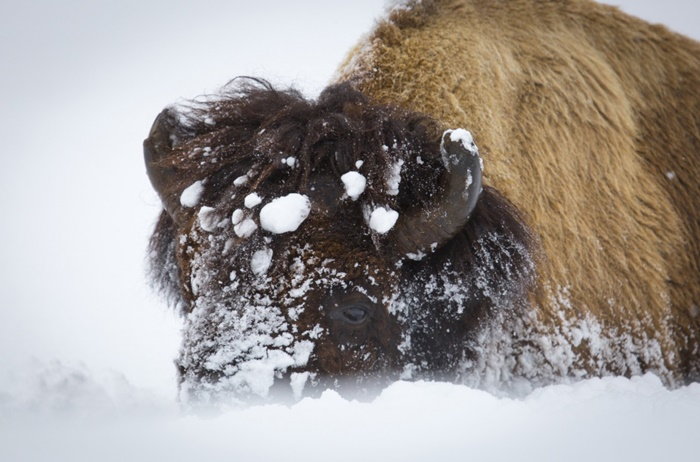 buffalo with snow on its face