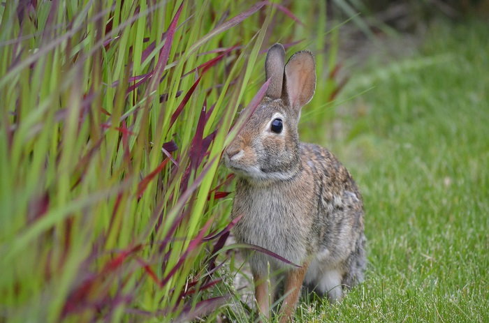 rabbit in the garden 