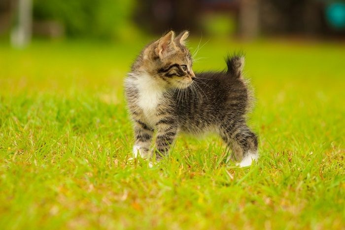 bobtail kitten in grass