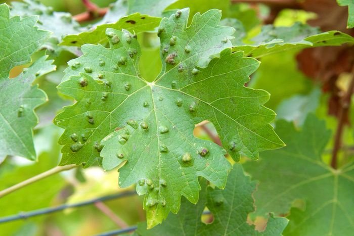 Dealing with Rain - Dave's Garden