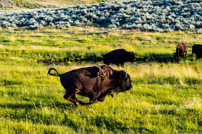 buffalo in full run across field