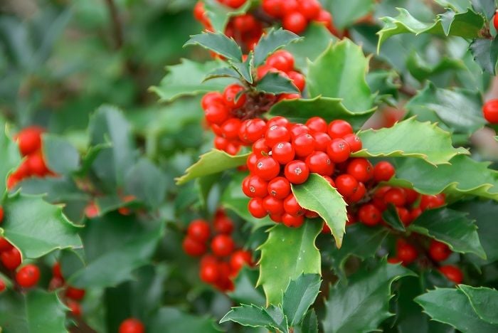 Use Holly to Make Your Own Christmas Garlands This Holiday Season ...
