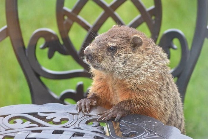 groundhog sitting at the table