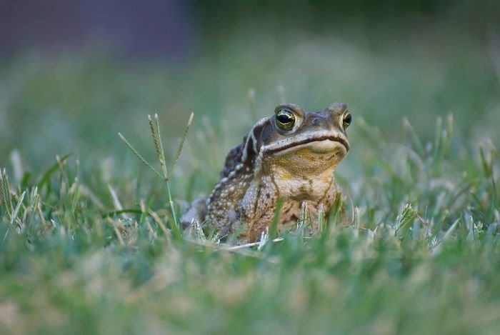 Frog farming is fun way to attract amphibians into your garden