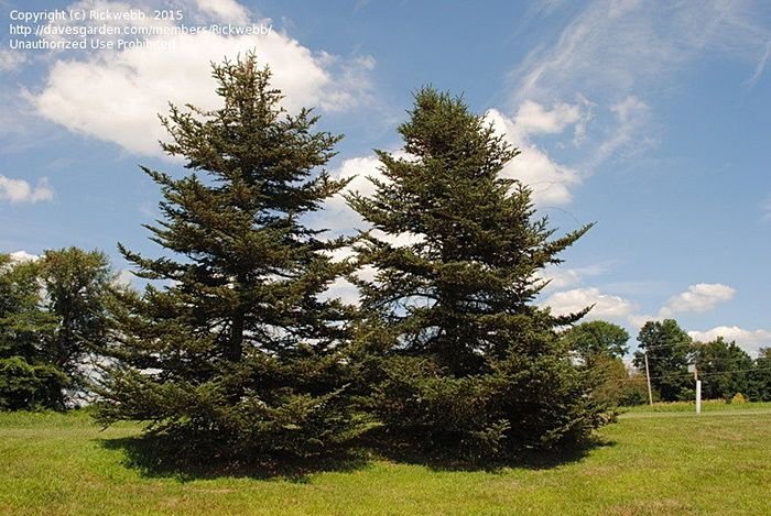 Abies fraseri (Fraser Fir, Mountain Balsam, She-Balsam, Southern Balsam)