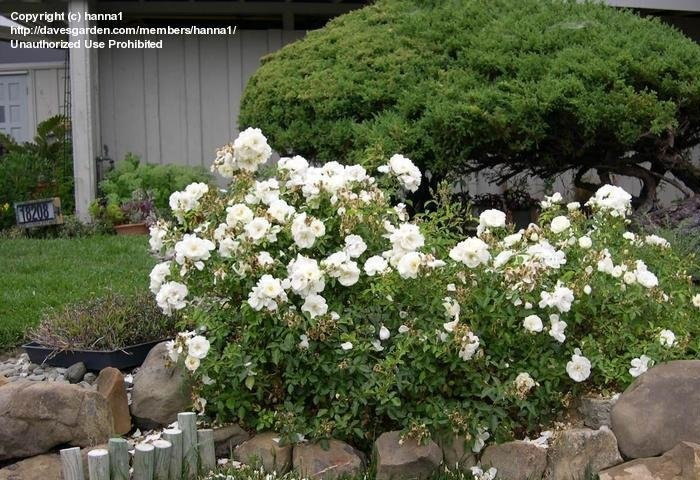 Flower Carpet Drift Or Oso Easy Roses How To Tell The Difference