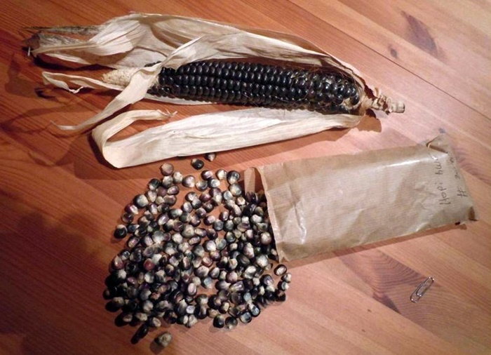 Cherokee White Eagle corn