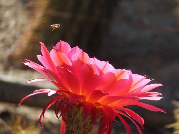 pink cactus bloom with a bee