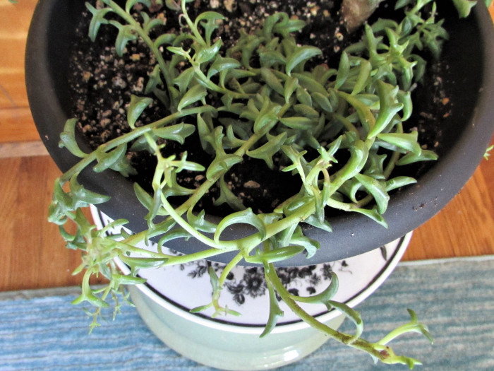 string of dolphins succulent