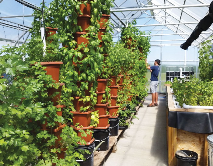 How to Plant & Grow Potatoes 🥔 in Containers