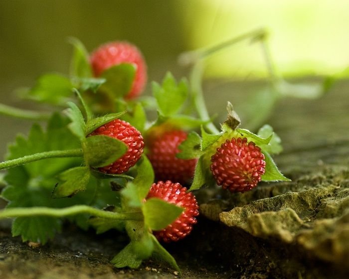 Download Mock Strawberries - Dave's Garden