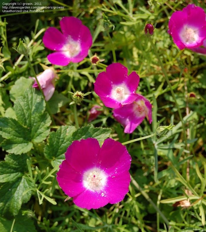 Identifying Wildflowers: Callirhoe involucrata, the Buffalo Rose - Dave ...