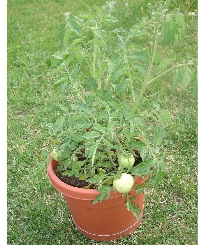 show original title Details about   Esschert Design Twin Bucket Plant Pot Tomato Design