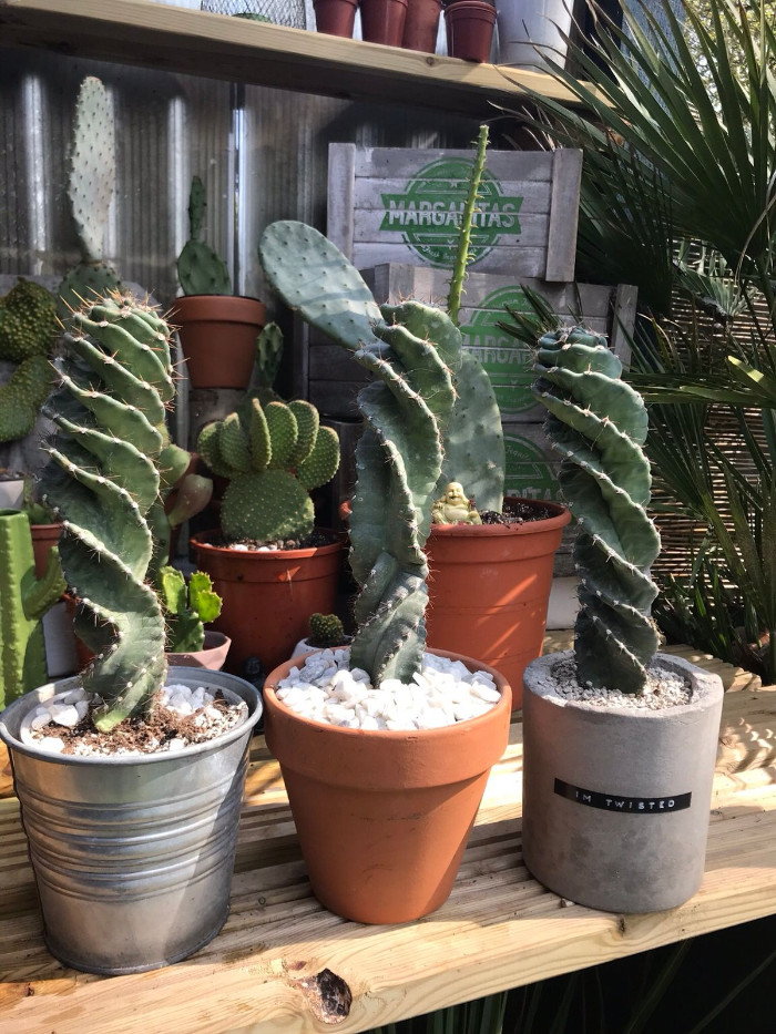 spiral cactus for sale australia