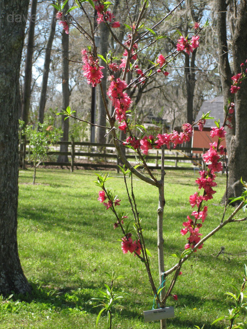 peach tree in bloom