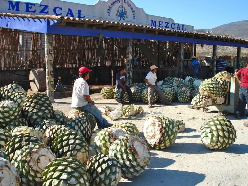 workers with agave barrels