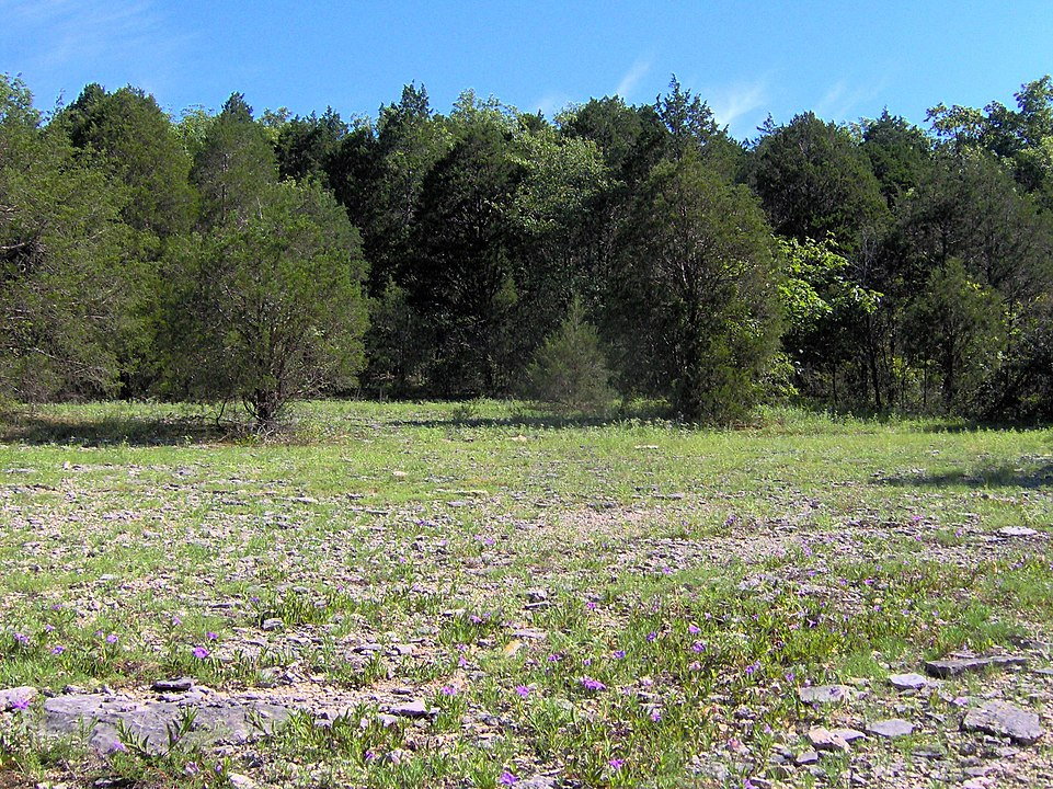 Step Back In Time: Discover Tennessee’s Hidden Gem – Vine Cedar Glade State Natural Area