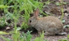 A small wild rabbit eating garden plants.