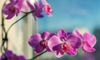 Preserve an Orchid Flower by Drying It