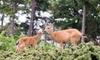 4 Ways to Deer-Proof Your Yard