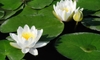 How to Plant a Water Lily in Your Pond