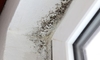 How to Treat and Clean Mildew Damage
