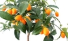 Growing Dwarf Citrus Trees Indoors, Part 2