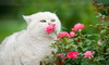 a white cat sniffing a pink flower on a green bush