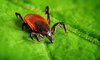 Natural Ways to Rid Your Yard of Ticks