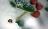 What Do Bugs Do In the Winter?