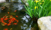 Build a Backyard Goldfish Pond