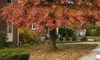 Trees You Shouldn't Plant Near Houses
