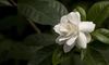 A gardenia flower.